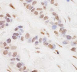 TORC3/CRTC3 Antibody, Novus Biologicals 0.1mL; Unlabeled:Antibodies, Polyclonal